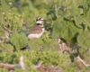 Kildeer immature
